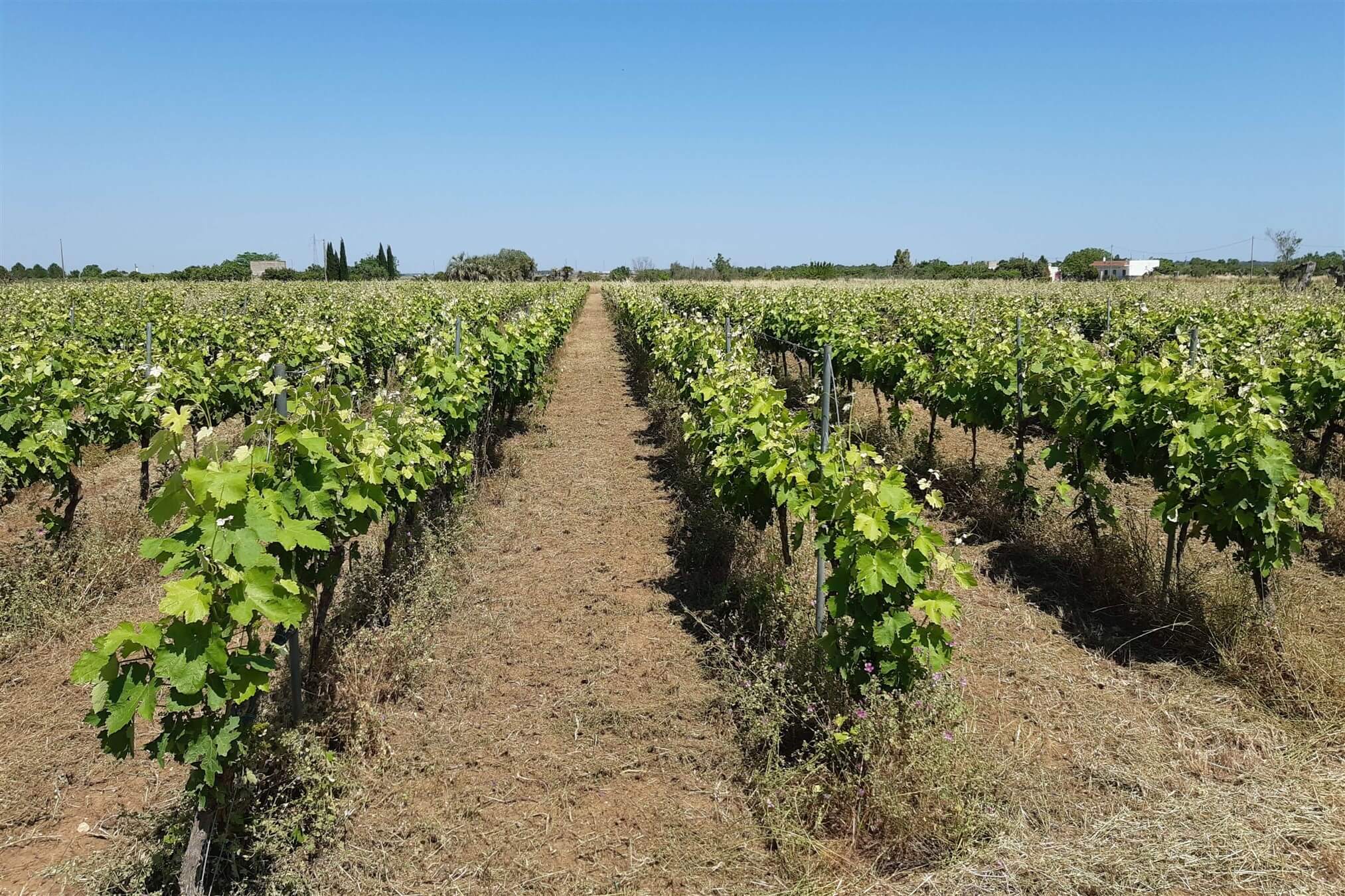 vigne masseria silene